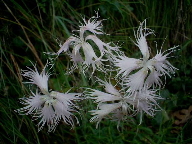 Dianthus superbus